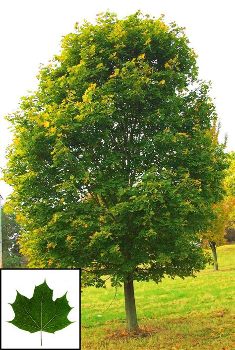Norway Maple — Affordable Trees