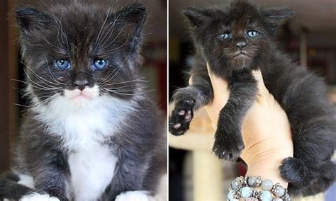 This page is about cat with human face,contains is it just me or does this cat have a human face?,pictures of maine coons with human faces cute kittens, kittens, schattig these pictures of this page are about:cat with human face. Cats in Russia have 'human' faces | Daily Mail Online