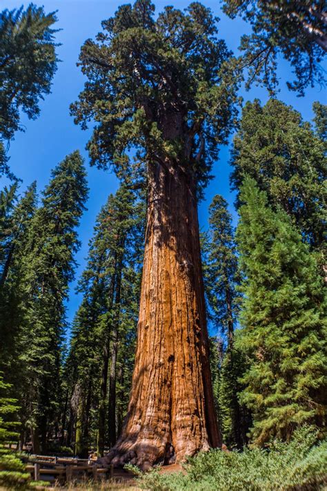 How far is lake tahoe from yosemite. 4 Day Trip to California: Lake Tahoe, Yosemite, Sequoia ...