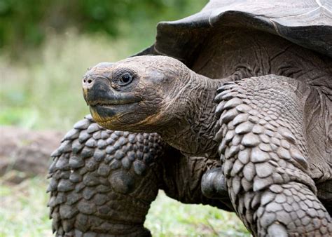 Galapagos Land Tortoise