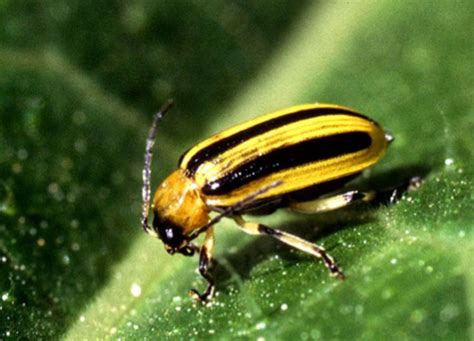 How To Control Cucumber Beetles Organically In 2021 Cucumber Beetles