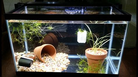 How To Basic Aquarium Setup Step By Step Easy And Everything A Small