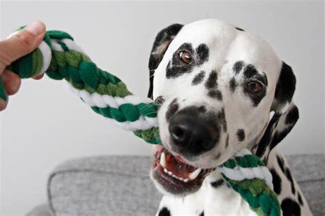 Diy St Patricks Day Woven Fleece Dog Tug Toy Ideas Dalmatian Diy