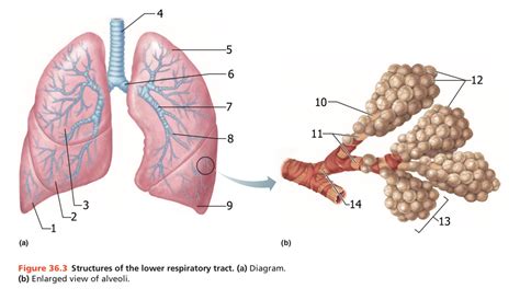 Structures Of The Lower Respiratory Tract Diagram Quizlet