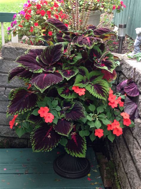 Coleus With Impatiens Fall Container Gardens Garden Containers