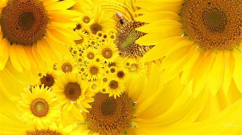 Cara membuat dan merangkai buket bunga matahari freycraft. Wow 15+ Bunga Matahari Untuk Kolase - Gambar Bunga HD