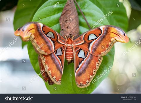 Beautiful Big Butterfly Giant Atlas Moth Stock Photo Shutterstock