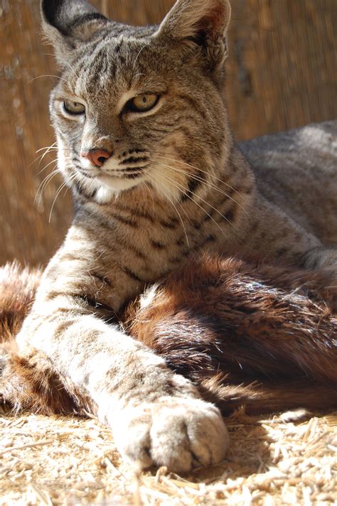 Bobcat Animal Are There Bobcats In Niagara A Serious Gaze In The