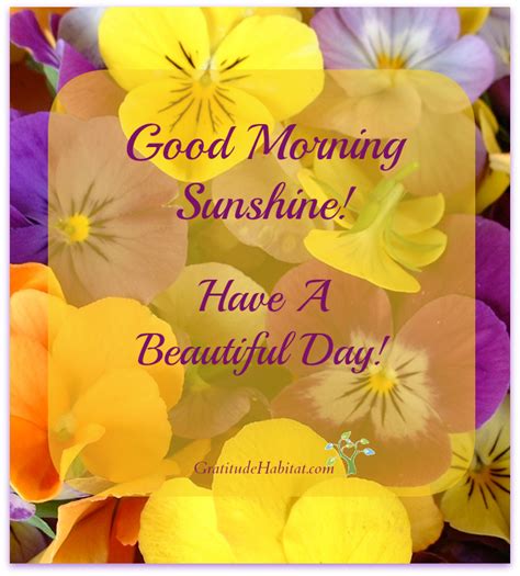 Beautiful Sunshine Day Quotes Shortquotescc