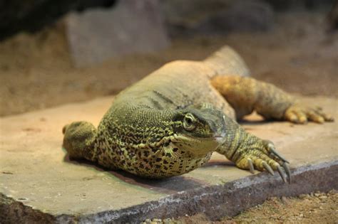 The rams escaped relegation to the third tier by the skin of their teeth on the final day of last … Arguswaran (Varanus panoptes) am 9.2.2010 im Zoo Karlsruhe ...