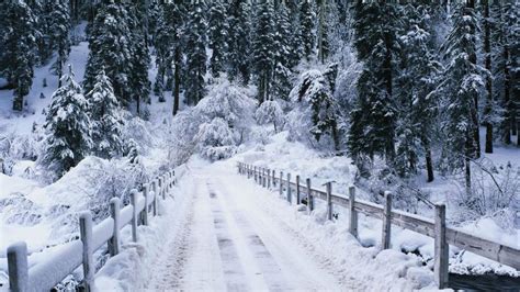 Snowy Snow Winter Trees Fence Path Nature Wallpaper
