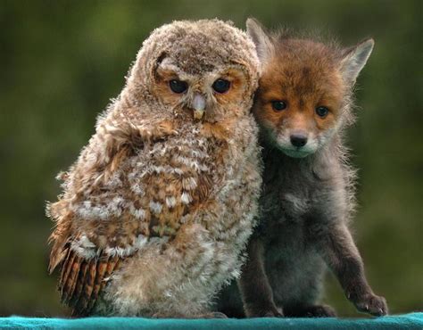Unusual Animal Friends Unlikely Animal Friends Pictures Pics