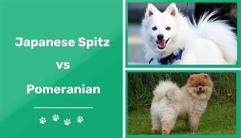 Japanese Spitz Vs Pomeranian Key Differences And Similarities Pet Keen