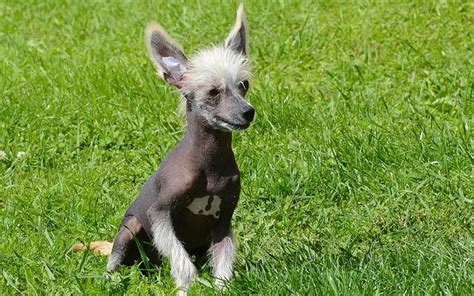 Chinese Crested Puppies Breed Information And Puppies For Sale