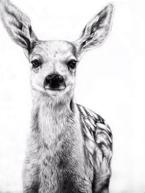 Beautiful Deer Drawing Pencil Drawings Of Animals Realistic Pencil
