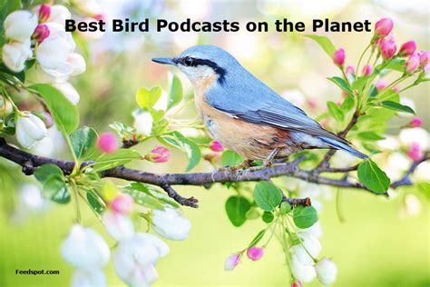 25 Best Bird Podcasts You Must Follow In 2024
