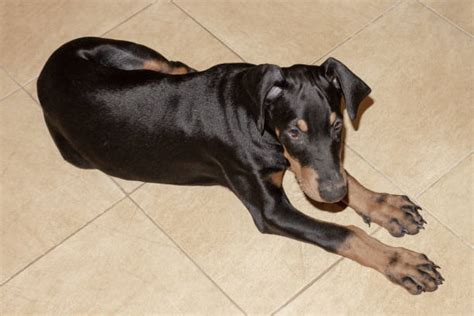 Best Dog Doberman Pinscher Human Face Puppy Stock Photos Pictures And Royalty Free Images Istock