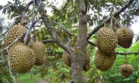 Cara Budidaya Tanaman Durian Agar Hasil Melimpah Ilmu Pertanian