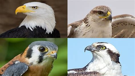 Eagles Hawks Falcons And Ospreys Whats The Difference Youtube