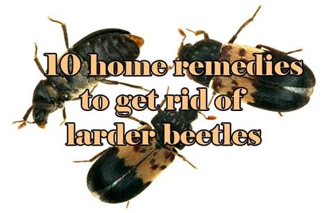 10 Home Remedies To Get Rid Of Larder Beetles Easy Prevention Methods