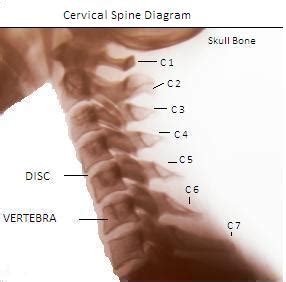 Anatomy graduates can choose from a wide range of careers. Cervical Spine Diagram, Picture of Spine, Expert Neurologist