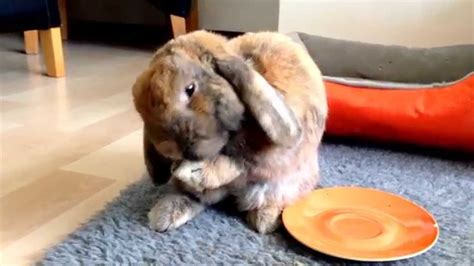 Cute Rabbit Washing His Ears Youtube