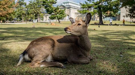 Nara Park Japans Sacred Deer Sanctuary Cnn