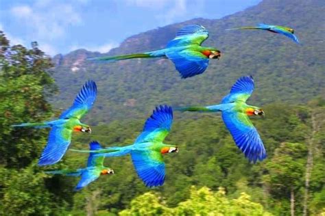 Parrots Flying In The Rainforest Virtual University Of Pakistan