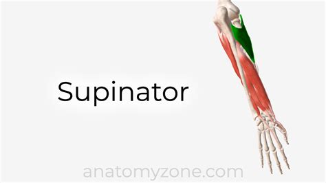 Supinator Origin Insertion Action 3d Model Anatomyzone