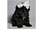 The most common bouvier des flandres material is ceramic. Bouvier Des Flandres Puppies for Sale from Reputable Dog ...