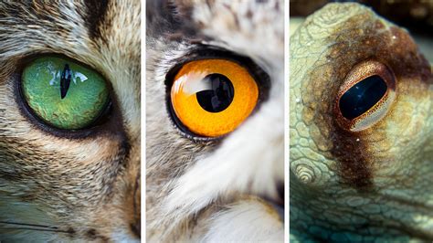 One Of A Kind Collection Of Animal Eyeballs Aids Research On Vision