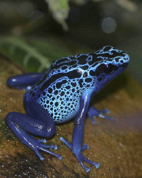 Blue Poison Dart Frog Facts And Pictures