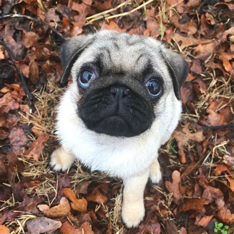 My Lovely Cute Pets Puppy Dog Eyes Pugs Funny Cute Animals