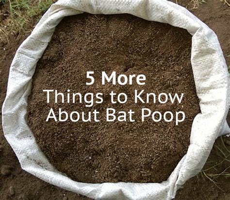 5 More Things To Know About Bat Poop Bat Guano Facts