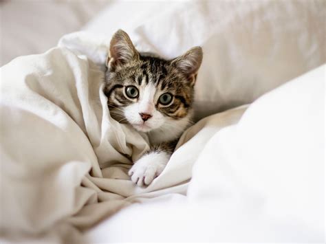 If you spend active time with your cat and play with them every day why not make it possible for indoor cats too? Feline fine: How to keep your indoor cat happy, according ...