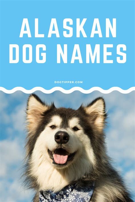 265 Alaskan Dog Names For Malamutes Huskies Klee Kai And More