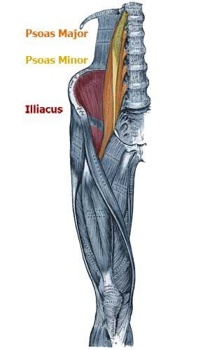 The tendons of the edl can be palpated on the dorsal surface of the foot. Pin on DIY Fitness