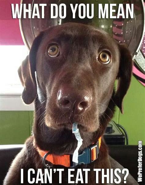 15 Funny Labradors Of The Day