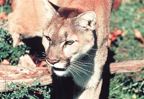 Oregon Raises Kill Quota As Cougar Population Grows