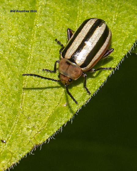 Black And White Striped Beetle Disonycha Bugguidenet
