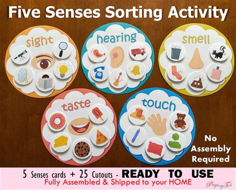 Buy Five Senses Sorting Activity Fully Assembled Learn 5 Senses Online