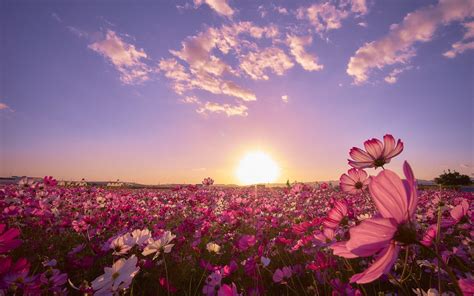 Flower Field Wallpapers Top Free Flower Field Backgrounds