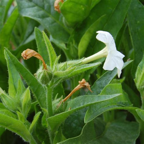 Nicotiana Quadrivalvis Tobacco Seeds The Plant Good Seed Company