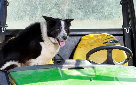 Traffic Chaos On M74 As Sheepdog Takes Control Of Tractor Telegraph