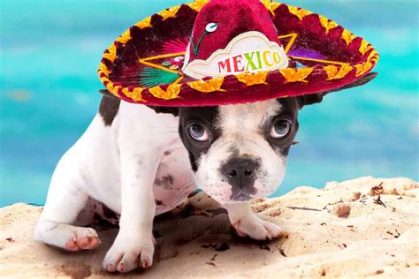 You don't have to be a foodie to consider a name for your new puppy based on food. Great Mexican Dog Names | Pet Friendly House