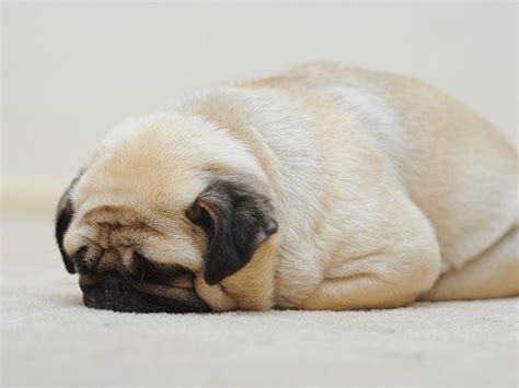 Extremely Sad Pugs