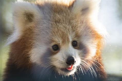 Red Pandas On Red Alert Mason Student Alumni Conduct Research To Save