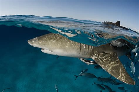 Greg Lecoeur Underwater And Wildlife Photography Lemon Shark