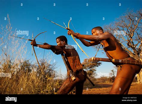 Ju Hoansi Or San Bushmen Hunter Simulates A Hunt With Bow And Arrow At Their Village Grashoek