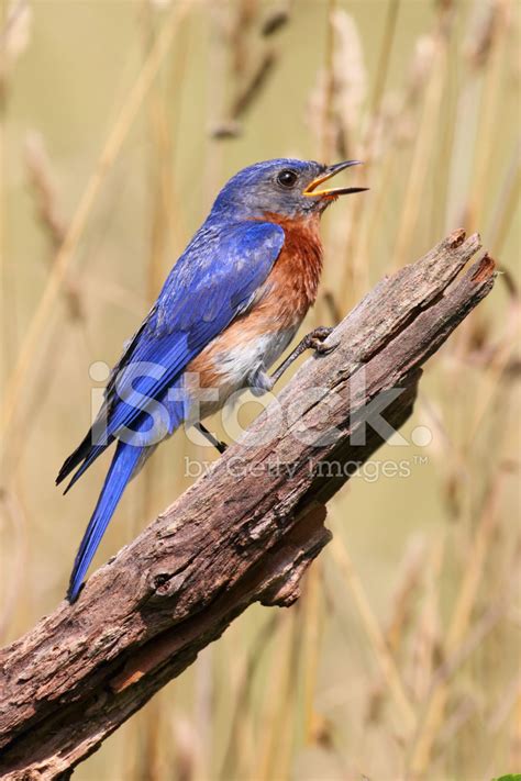 Male Eastern Bluebird Stock Photo Royalty Free Freeimages